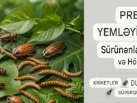 Məhsul: Canlı kriketlər – sürünənlər və quşlar üçün premium yem — foto 3