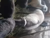 Қошқар, Rhon sheep — 4-сурет