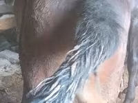 Yegua, Caballos — foto 3