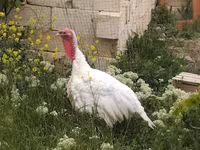 Turkeys — الصورة 1