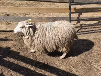 Widder, Kazakh fat-tailed coarsewool sheep — Foto 6