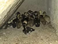 Ducks — Foto 1