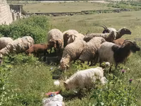 Sheep (batch, sex not specified), Sheep — photo 4
