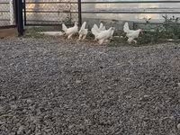 Chickens — 照片 4