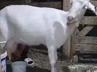 Goat, Saanen goat — photo 3