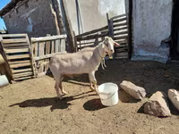 Ziegenbock, Saanen goat — Foto 5