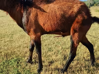 Ешкі, Saanen goat — 4-сурет