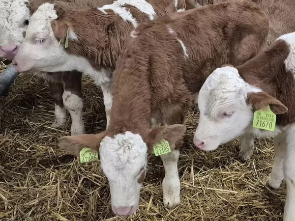 Toro, Simmental cattle