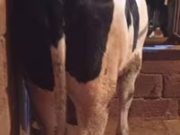 Kuh, Russian Black pied cattle — Foto 2