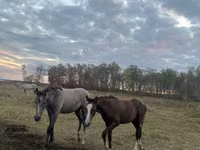 Mare, Horse breed — photo 4