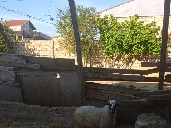 Qoç, Qoyunlar