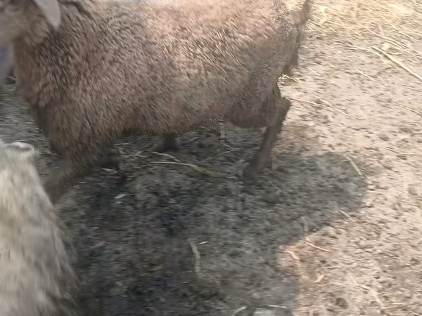 Вівці (партія, стать не вказано), Вівці