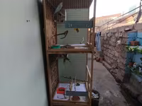 📢 SATILIR – 3 Mərtəbəli Taxta Qəfəs + 2 Cüt Məhəbbət Quşu Möhkəm və — foto 3