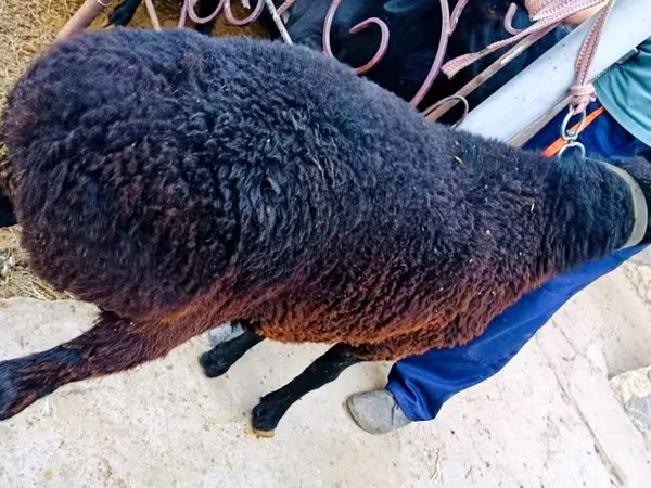 公羊, Sheep