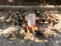 Ducks — फ़ोटो 2