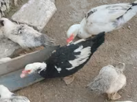 Ducks — 照片 1
