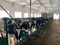 गाय, गोलस्टीन नस्ल — फ़ोटो 5