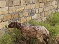 نعجة, الأغنام — الصورة 4