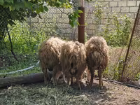 Qoç, Qoyunlar — foto 2