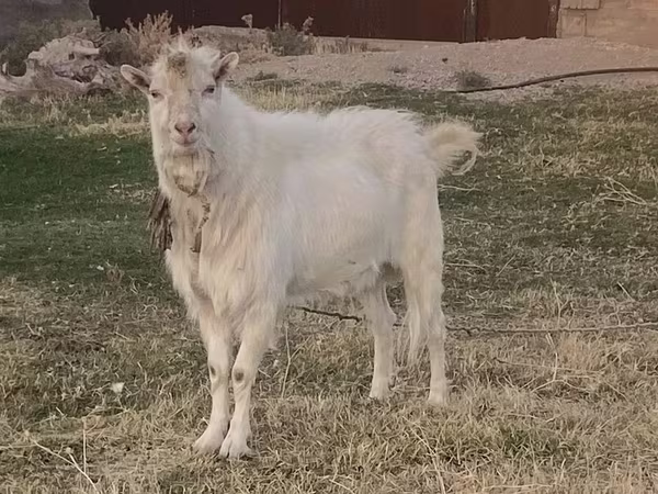 Cabro, Russian White goat