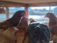Chickens — الصورة 2