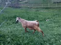 Ziegenbock, Ziegen — Foto 1