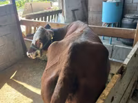 Kuh, Latvian Blue cattle — Foto 3