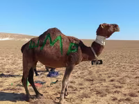 公骆驼, Arvana camel — 照片 2