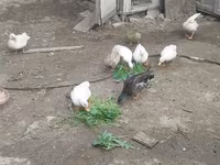 Ducks — Foto 1