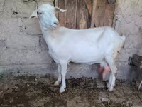 Ziege, Saanen goat — Foto 8