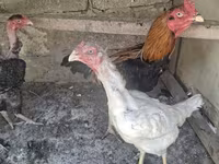 Chickens — फ़ोटो 7