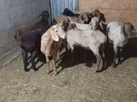 母羊, Sheep — 照片 1