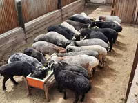 Ram, Sheep — photo 6