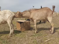 Ziegenbock, Ziegen — Foto 3