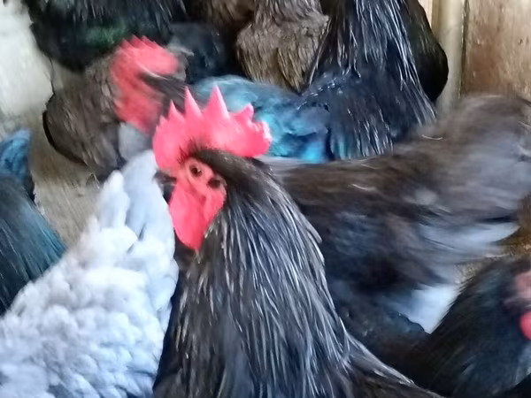 Chickens