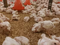 Chickens — foto 4