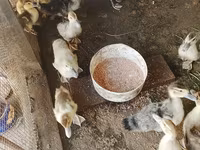 Ducks — foto 8