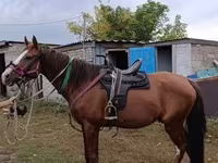 حصان, Thoroughbred horse — الصورة 6