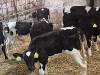 Bulle, Simmental cattle — Foto 3