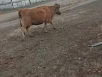 Kuh, Simmental cattle — Foto 8