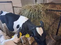 Kuh, Russian Black pied cattle — Foto 2