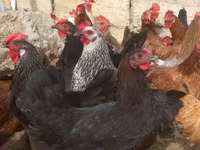 Chickens — الصورة 7