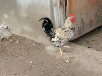 Chickens — foto 1