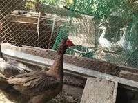 Mulard — foto 1