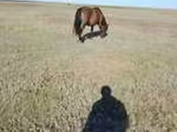 Caballo, Horse breed — foto 2
