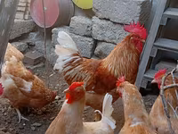Chickens — photo 7