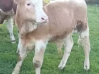 ІҚМ (топ, жынысы көрсетілмеген), Simmental cattle — 3-сурет