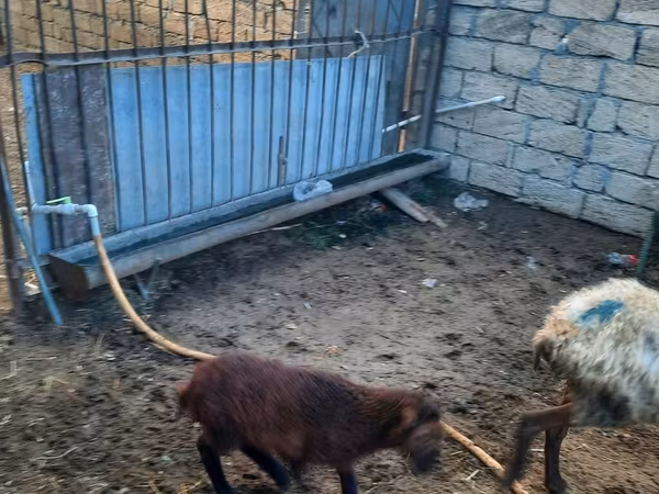Вівця, Вівці
