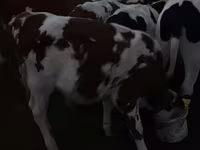 सांड, Swiss cattle — फ़ोटो 3