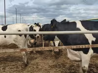 İnək, Russian Black pied cattle — foto 2